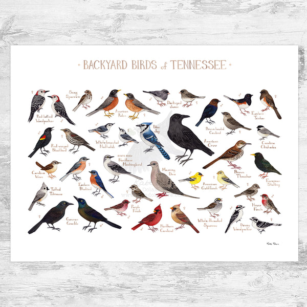 Tennessee Backyard Birds Field Guide Art Print