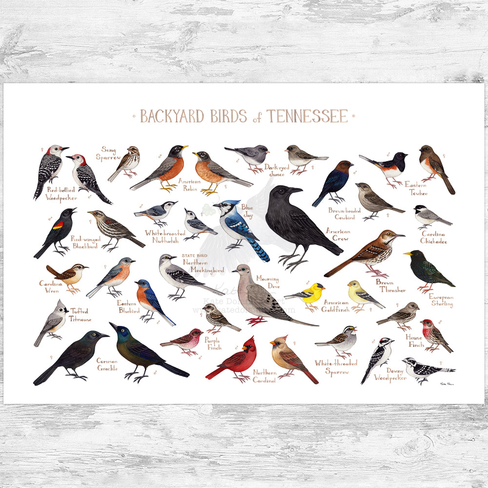 Tennessee Backyard Birds Field Guide Art Print – Kate Dolamore Art
