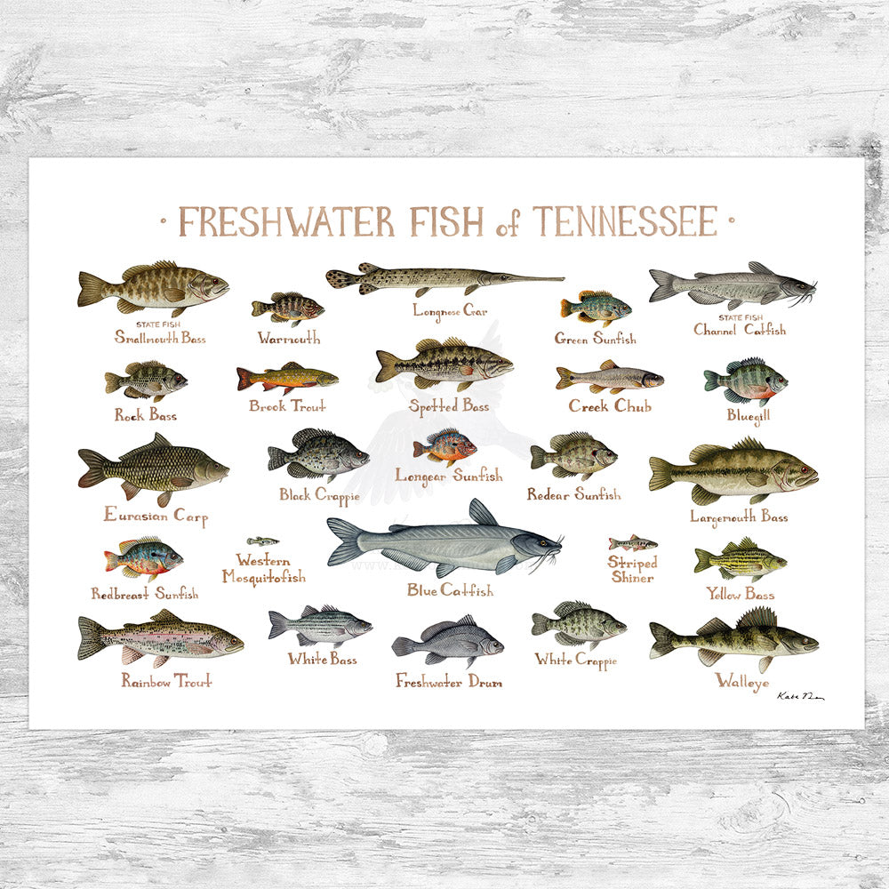 types of freshwater fish chart