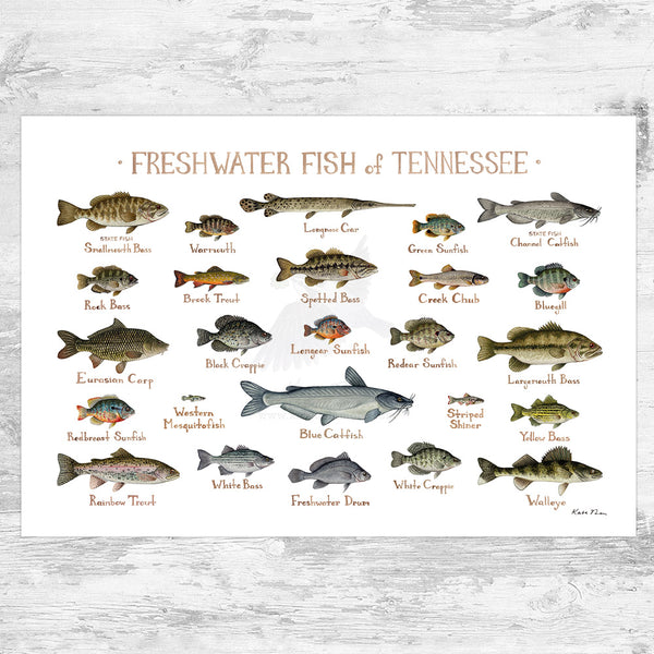 Tennessee Freshwater Fish Field Guide Art Print