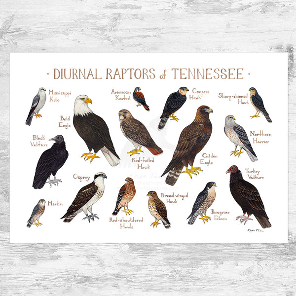 Tennessee Diurnal Raptors Field Guide Art Print – Kate Dolamore Art