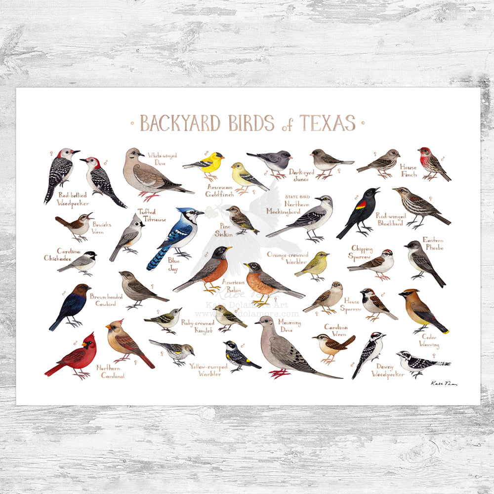 Texas Backyard Birds Field Guide Art Print