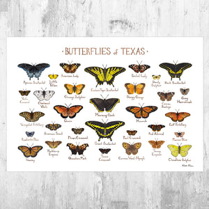 Texas Butterflies Field Guide Art Print