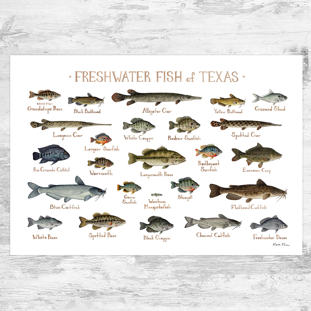 Texas Freshwater Fish Field Guide Art Print