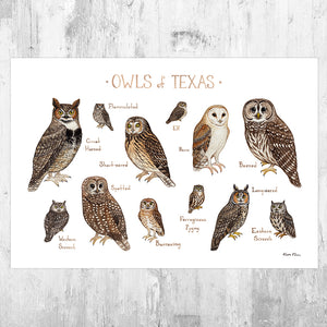 Texas Owls Field Guide Art Print