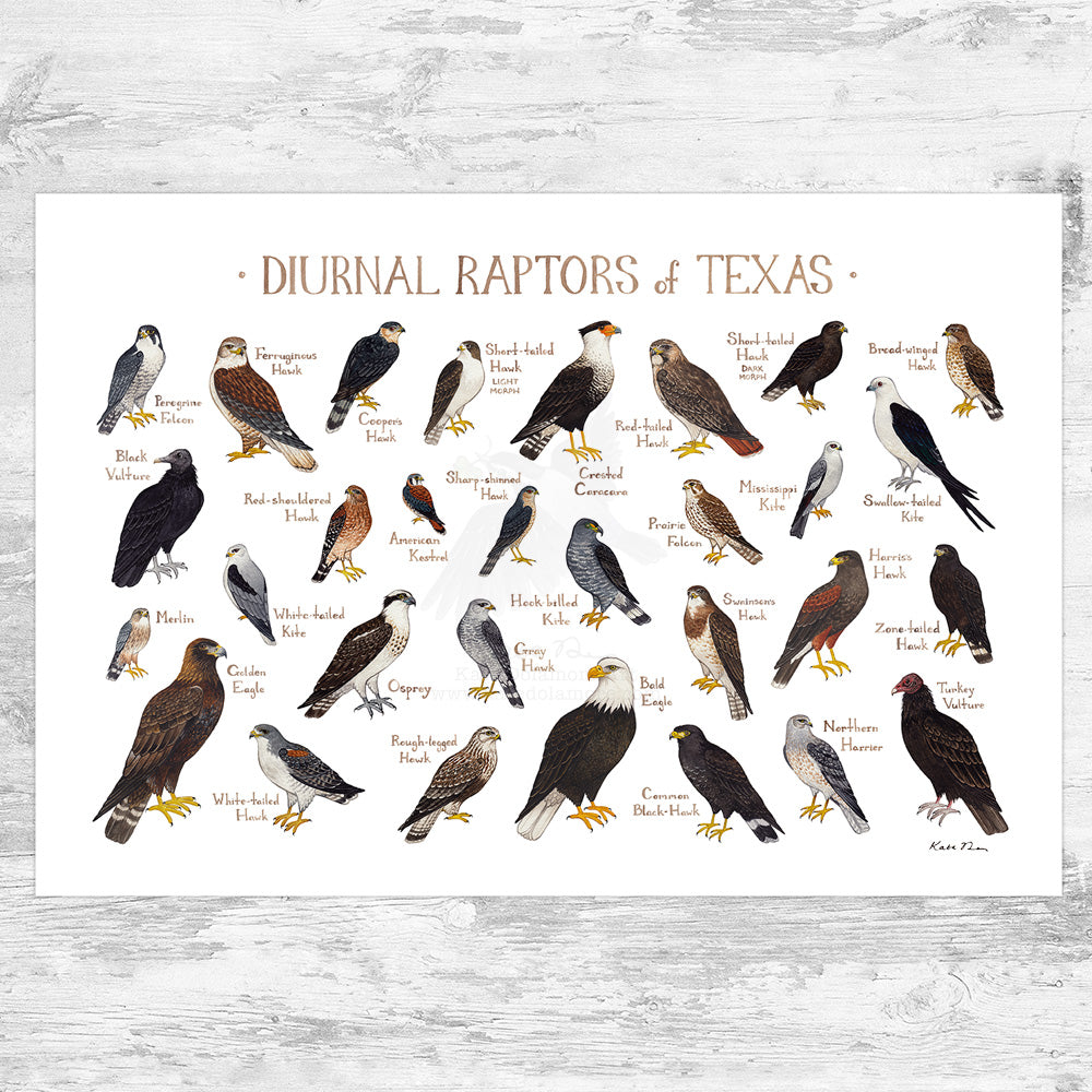 Texas Diurnal Raptors Field Guide Art Print