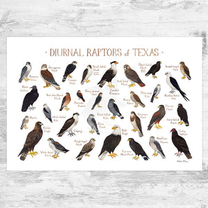 Texas Diurnal Raptors Field Guide Art Print