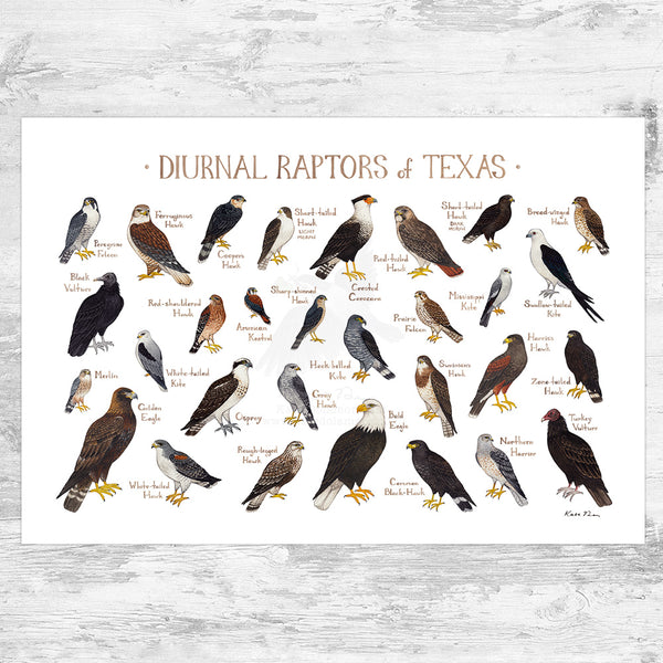 Ntx Raptors Texas Diurnal Raptors Field Guide Art Print β Kate Dolamore Art