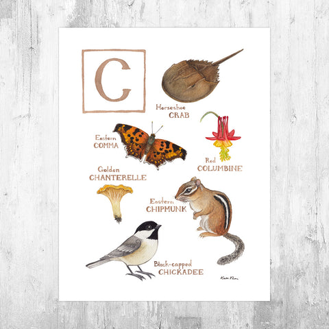 The Letter C Nature Art Print