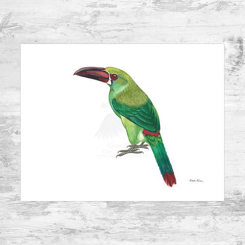 Colombian Birds All-Over Print XS-XL Capri Leggings
