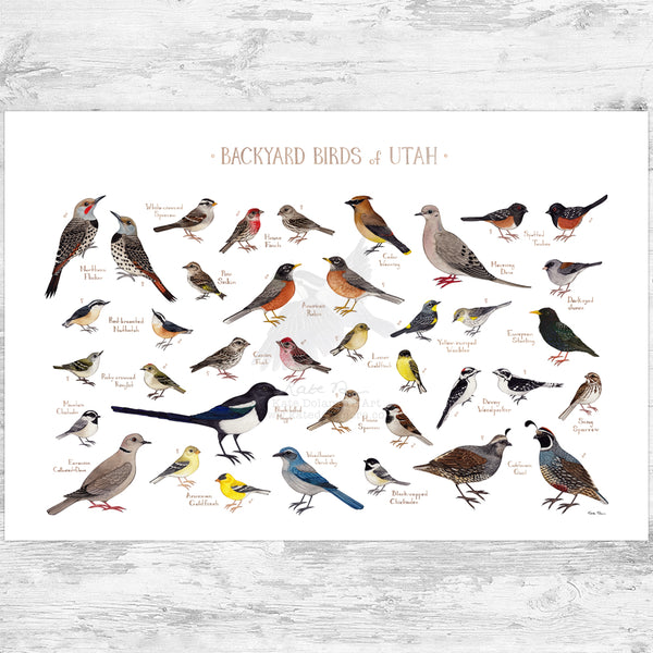 Utah Backyard Birds Field Guide Art Print