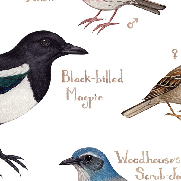 Utah Backyard Birds Field Guide Art Print