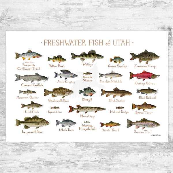 Utah Freshwater Fish Field Guide Art Print