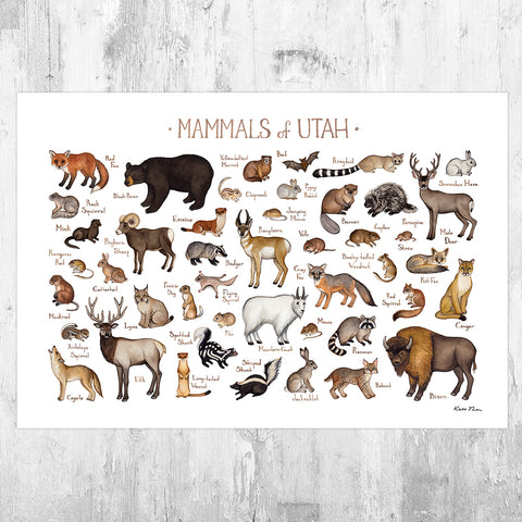 Utah Mammals Field Guide Art Print