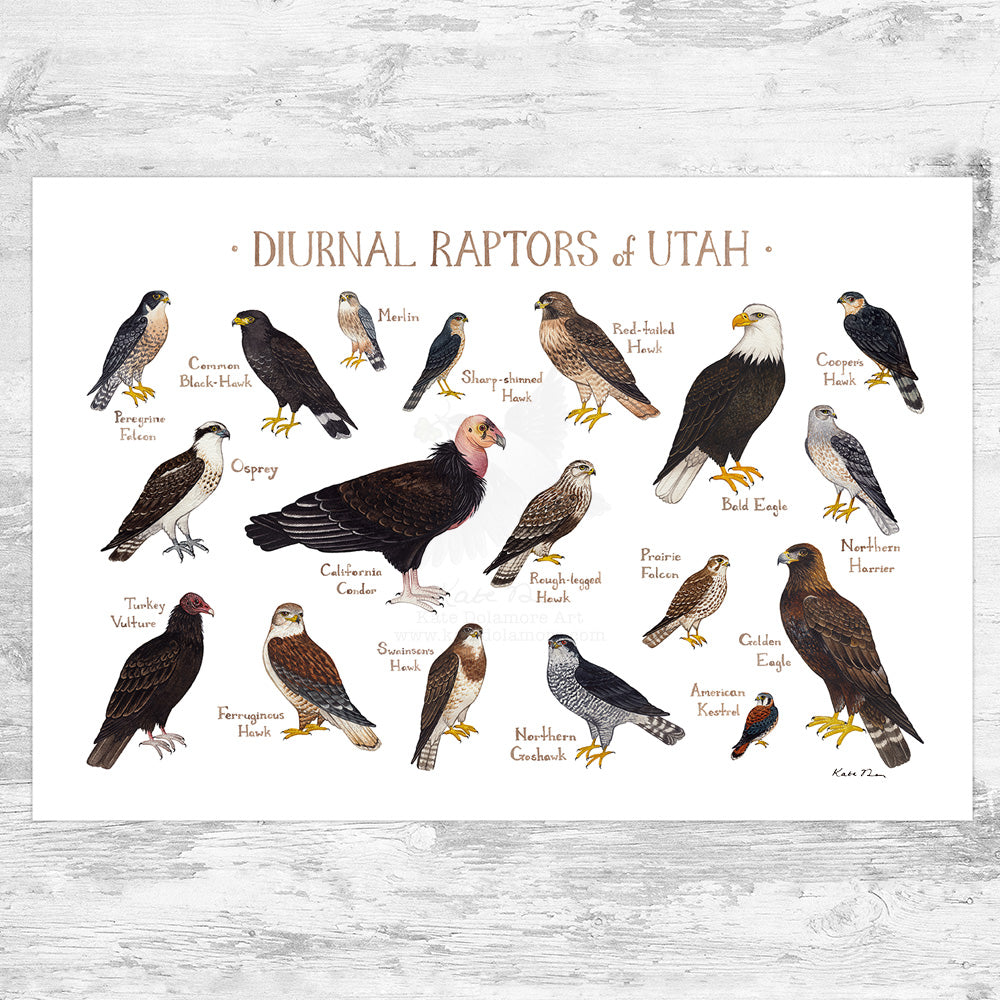 Small Utah Raptors Utah Diurnal Raptors Field Guide Art Print – Kate Dolamore Art