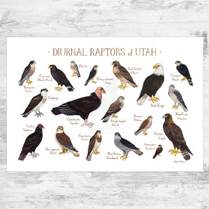 Utah Diurnal Raptors Field Guide Art Print