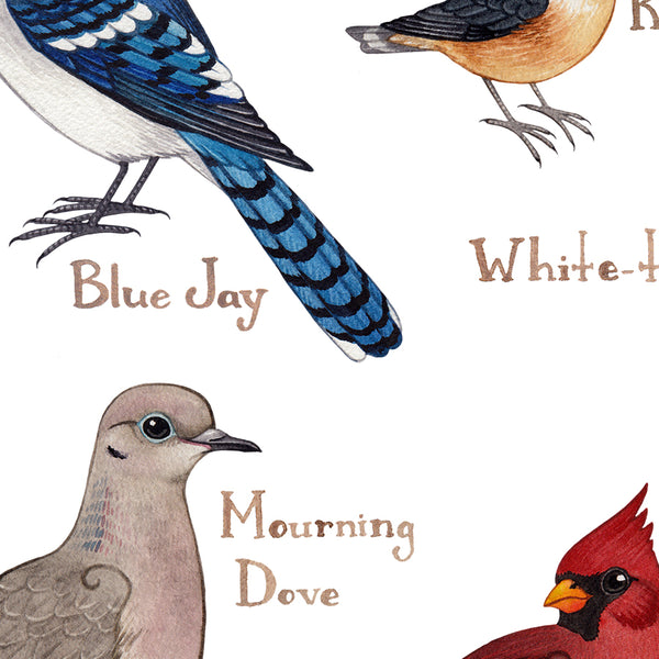 Vermont Backyard Birds Field Guide Art Print