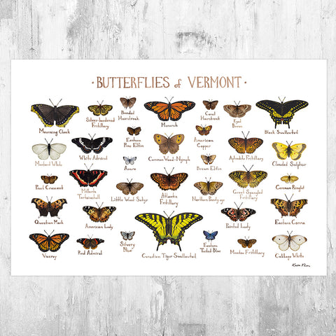 Vermont Butterflies Field Guide Art Print
