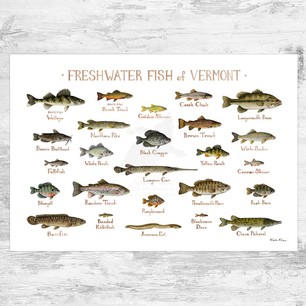 Vermont Freshwater Fish Field Guide Art Print