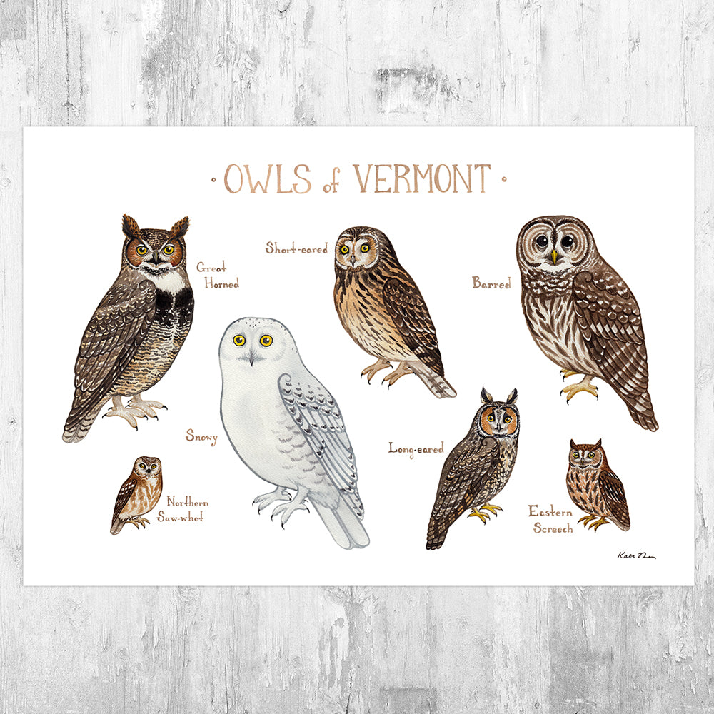 Vermont Owls Field Guide Art Print