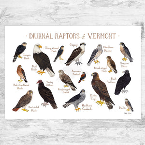 Vermont Diurnal Raptors Field Guide Art Print