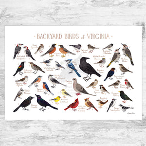 Virginia Backyard Birds Field Guide Art Print