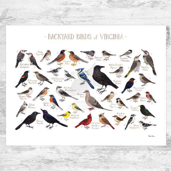 Virginia Backyard Birds Field Guide Art Print