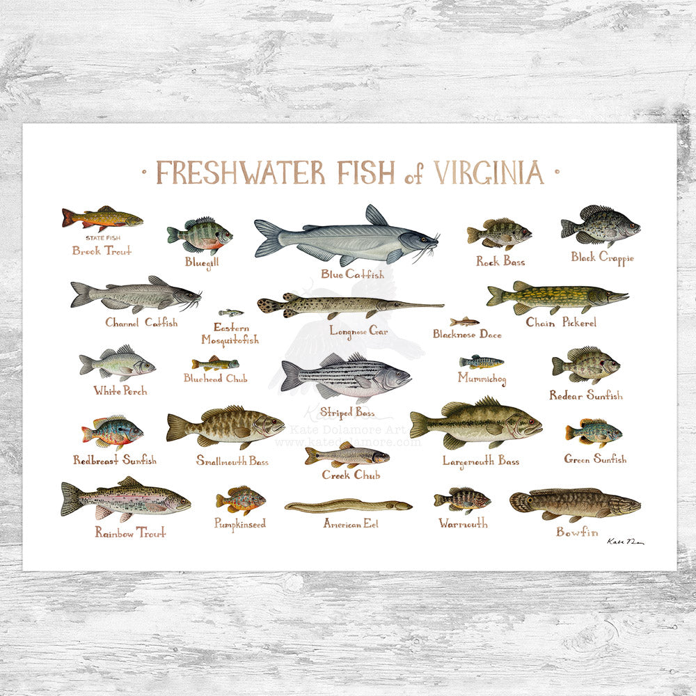 Freshwater River Fish Identification
