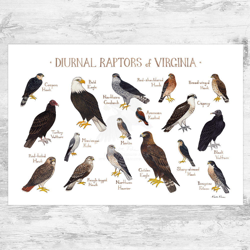 Virginia Diurnal Raptors Field Guide Art Print