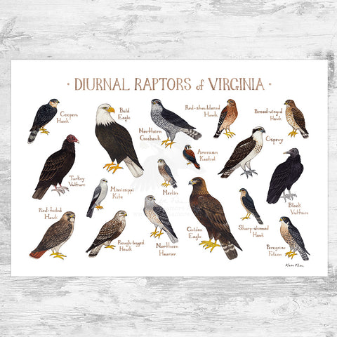 Virginia Diurnal Raptors Field Guide Art Print