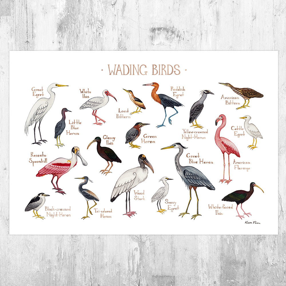 Wading Birds Field Guide Art Print