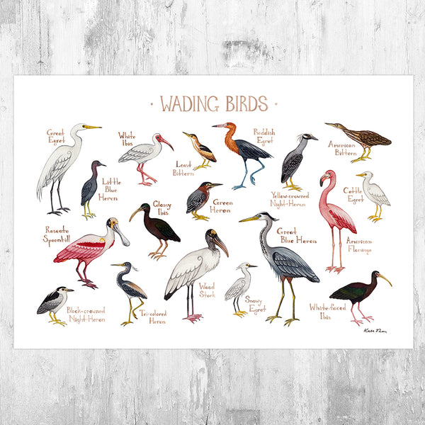 Wading Birds Field Guide Art Print By Kate Dolamore Art