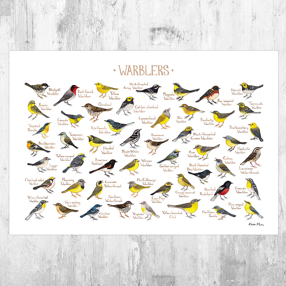 Warblers of North America Field Guide Art Print