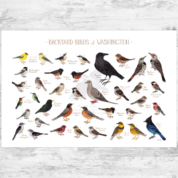 Washington Backyard Birds Field Guide Art Print