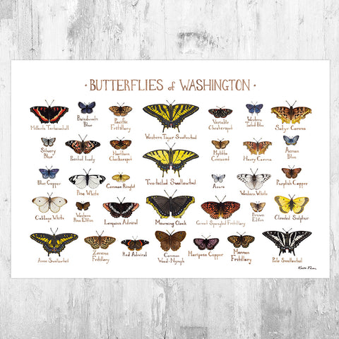 Washington Butterflies Field Guide Art Print