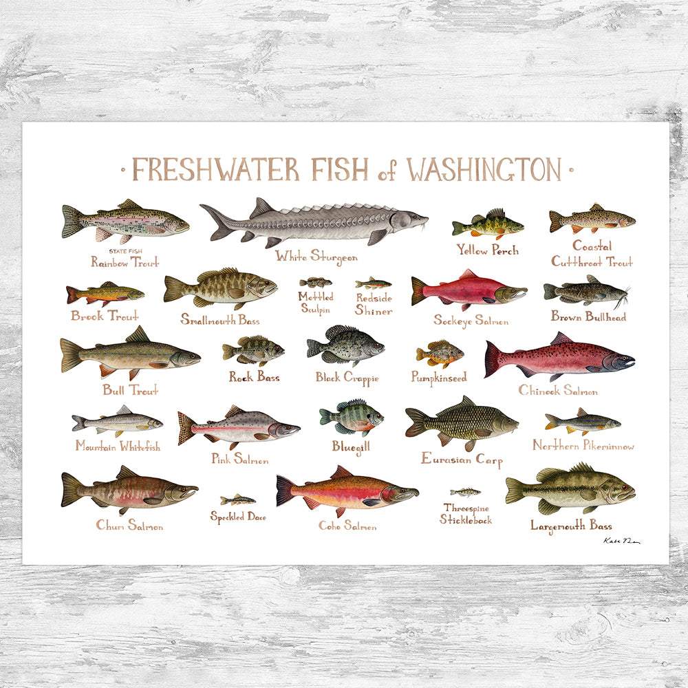 Washington Freshwater Fish Field Guide Art Print – Kate Dolamore Art