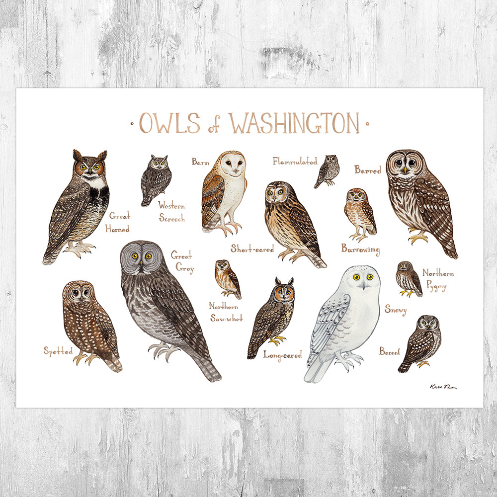 Wholesale Owls Field Guide Art Print: New Jersey – Kate Dolamore Art  Wholesale