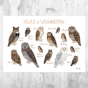Washington Owls Field Guide Art Print