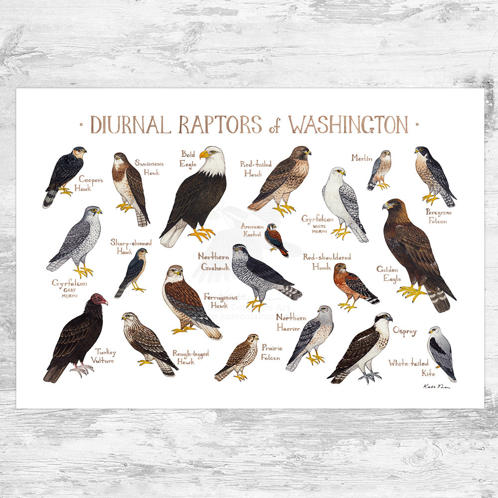 Washington Diurnal Raptors Field Guide Art Print