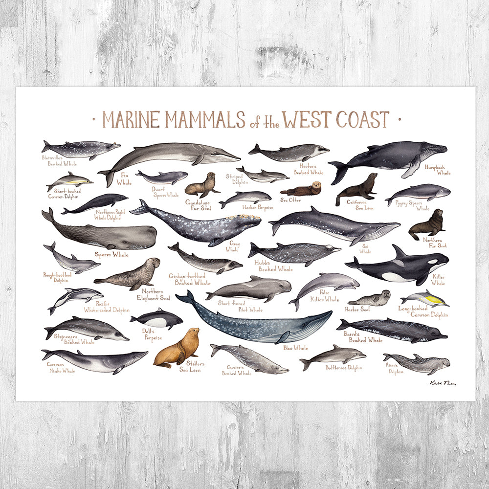 West Coast Marine Mammals Field Guide Art Print