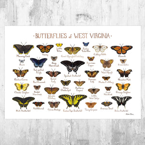 West Virginia Butterflies Field Guide Art Print