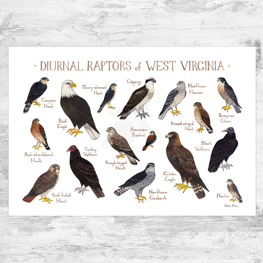 West Virginia Diurnal Raptors Field Guide Art Print