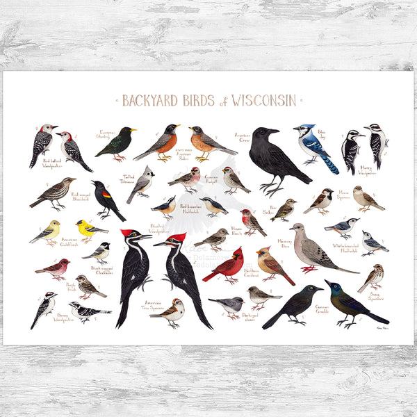 Wisconsin Backyard Birds Field Guide Art Print