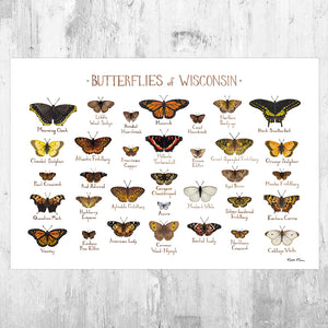 Wisconsin Butterflies Field Guide Art Print