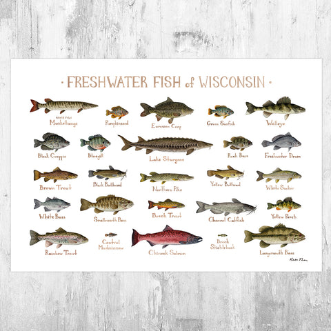 Wisconsin Freshwater Fish Field Guide Art Print