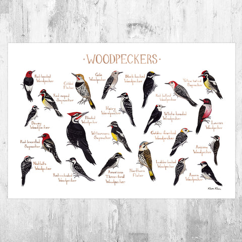 Woodpeckers of North America Field Guide Art Print
