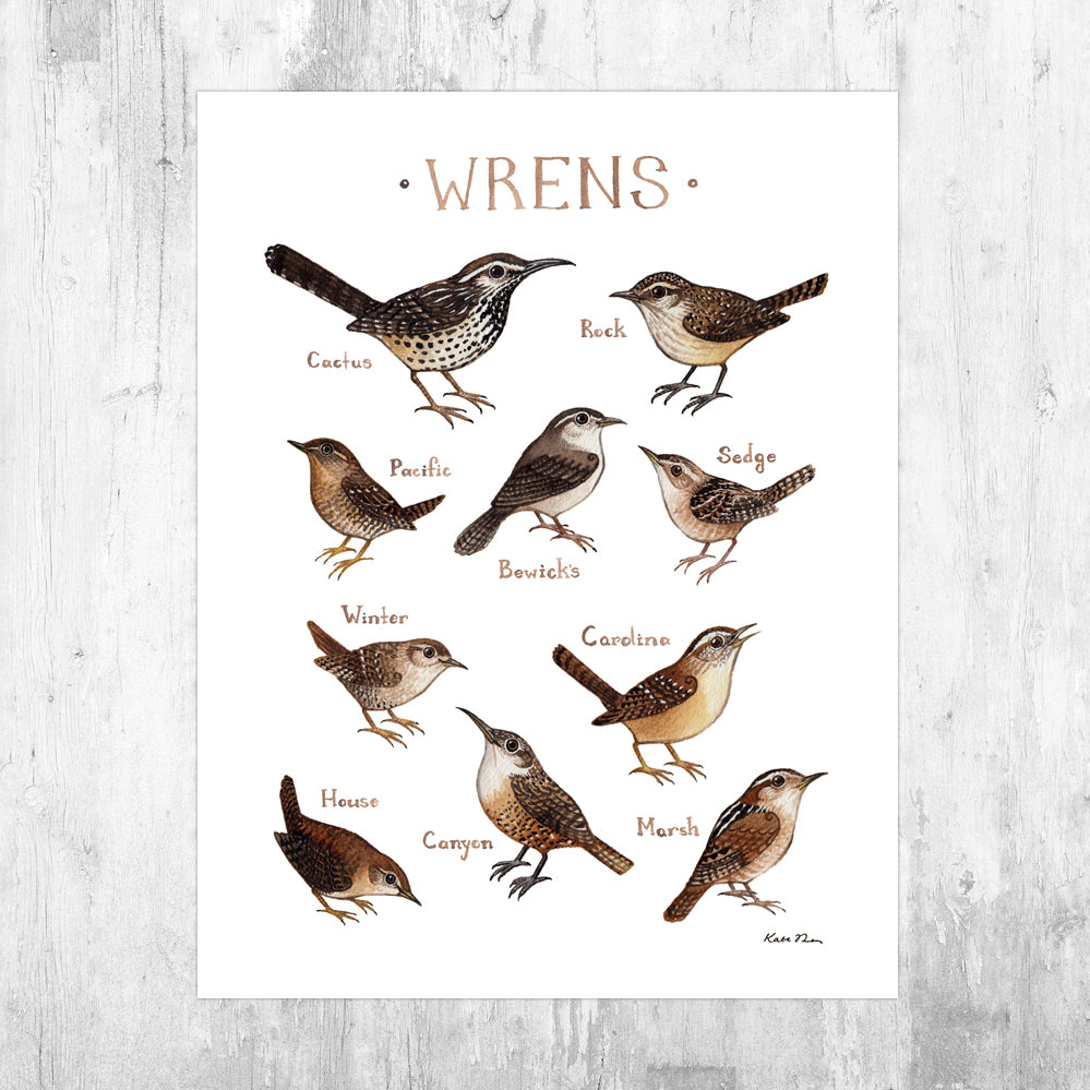 Wrens of North America Art Print