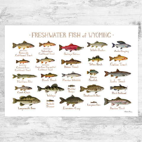 Wyoming Freshwater Fish Field Guide Art Print