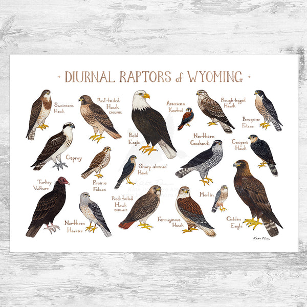 Wyoming Diurnal Raptors Field Guide Art Print – Kate Dolamore Art