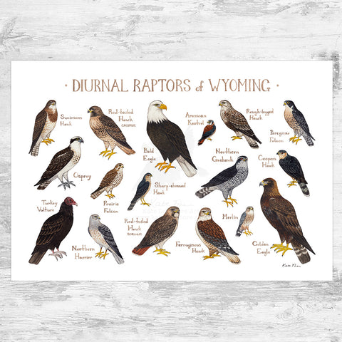 Wyoming Diurnal Raptors Field Guide Art Print